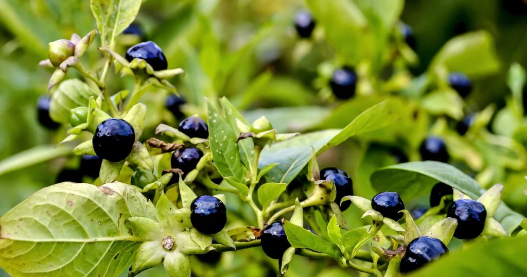 Nachtschattenlähmung